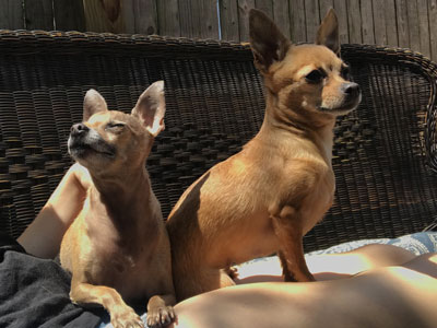 Buddy and Holly sunbathing in chihuahua-y glory